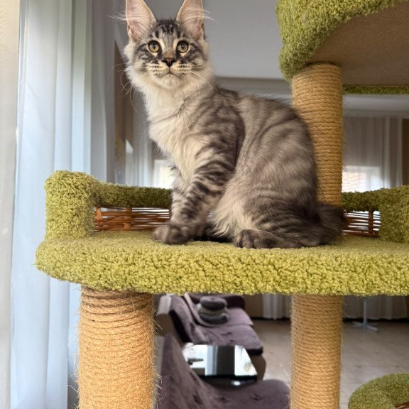 Maine Coon EZ Harrik
