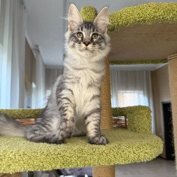 Maine Coon EZ Harrik