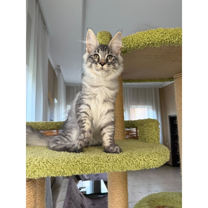 Maine Coon EZ Harrik