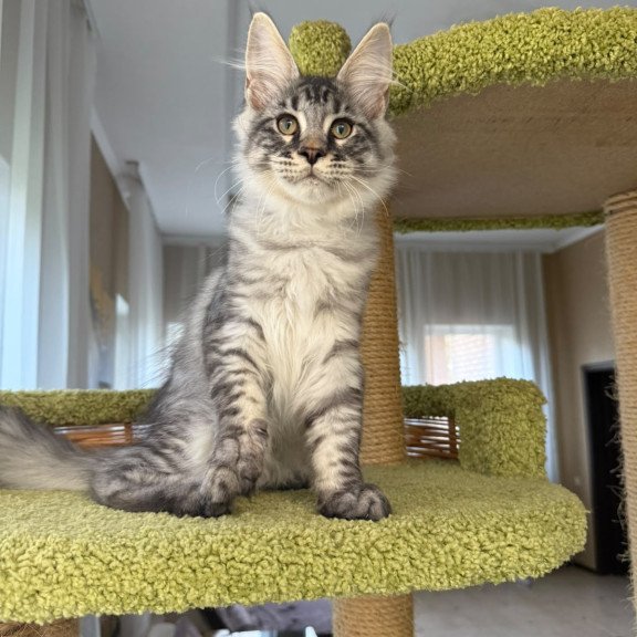 Maine Coon EZ Harrik