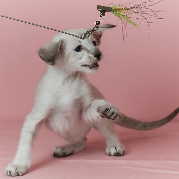 Siamese EZ Xuxa