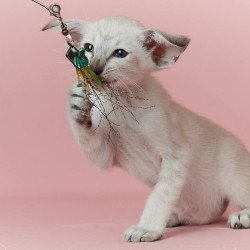 Siamese EZ Xuxa