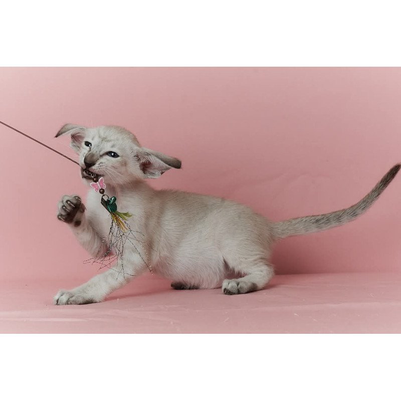 Siamese EZ Xuxa
