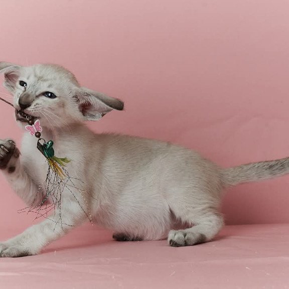 Siamese EZ Xuxa