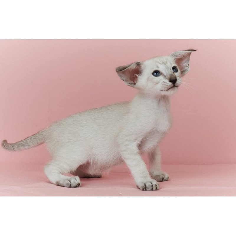 Siamese EZ Xuxa