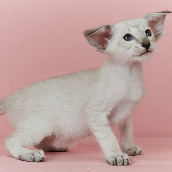 Siamese EZ Xuxa