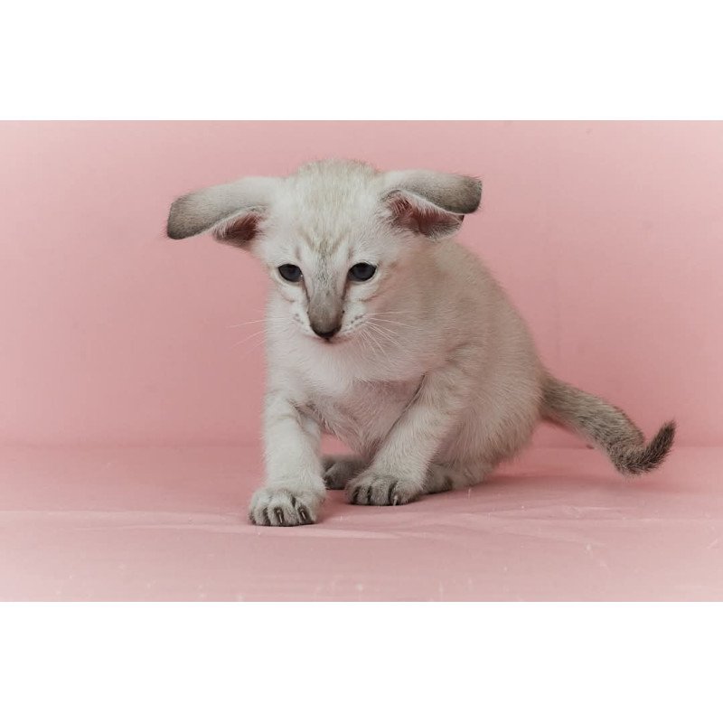 Siamese EZ Xuxa