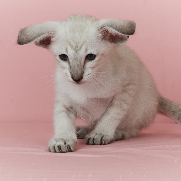 Siamese EZ Xuxa