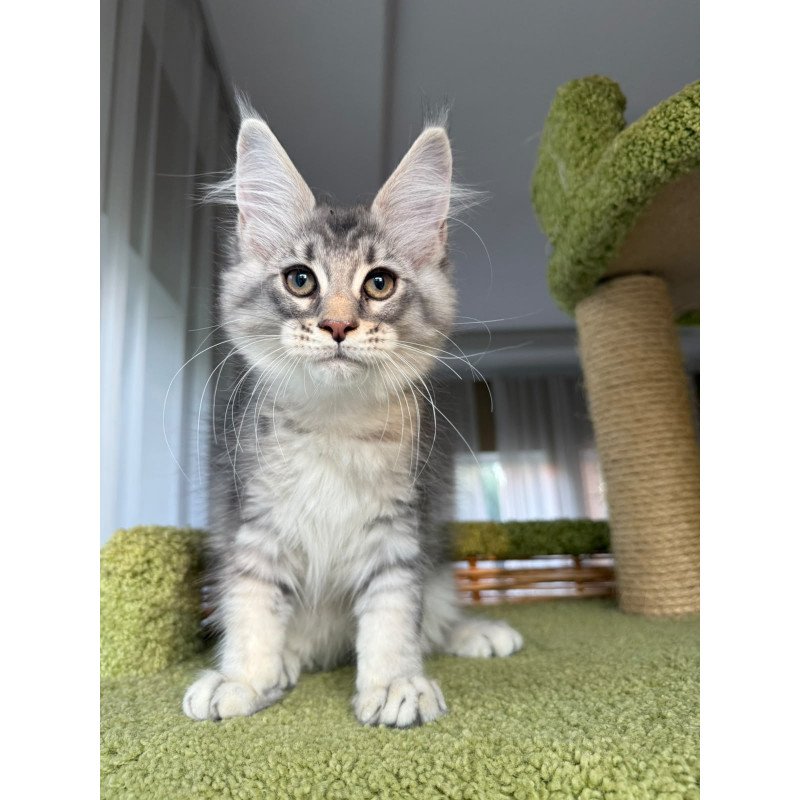 Maine Coon EZ Image