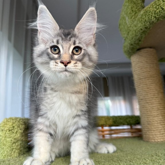 Maine Coon EZ Image