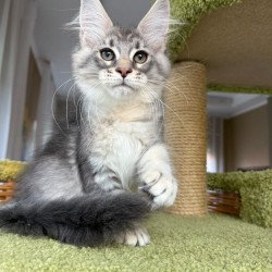 Maine Coon EZ Image