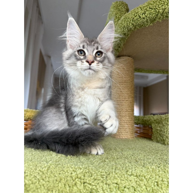 Maine Coon EZ Image