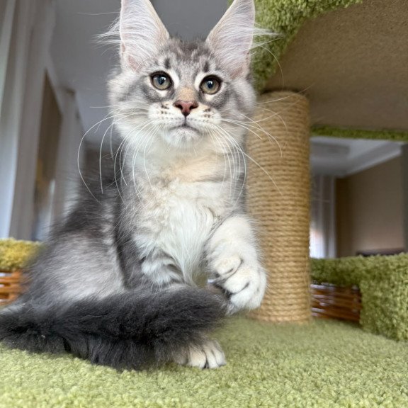 Maine Coon EZ Image