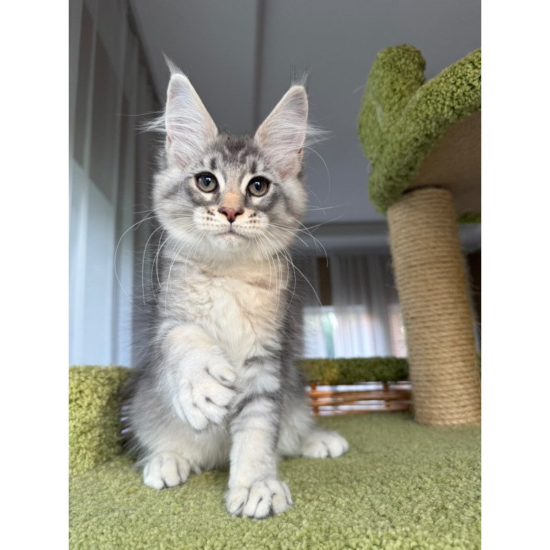 Maine Coon EZ Image