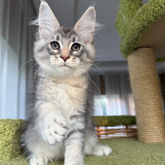Maine Coon EZ Image