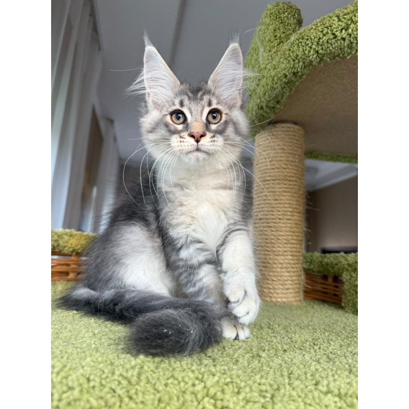 Maine Coon EZ Image