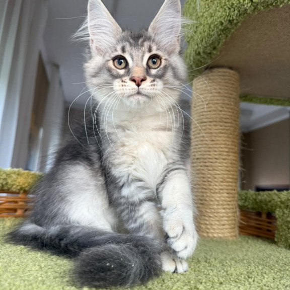 Maine Coon EZ Image
