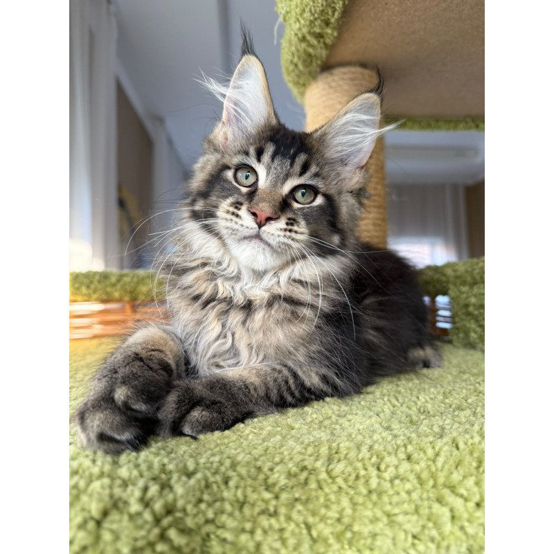 Maine Coon EZ Ilyusha