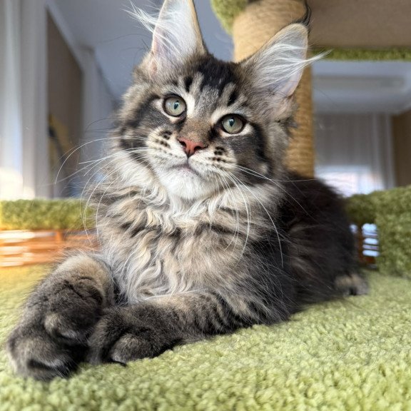 Maine Coon EZ Ilyusha