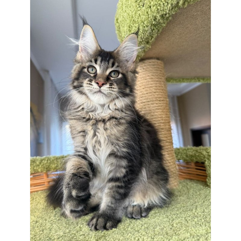 Maine Coon EZ Ilyusha