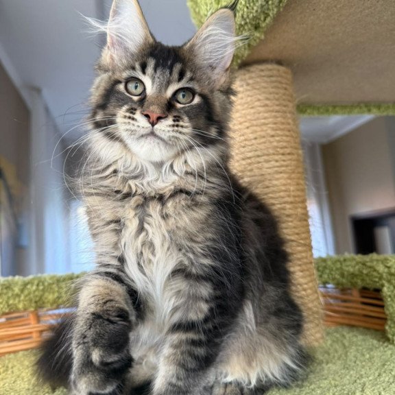 Maine Coon EZ Ilyusha