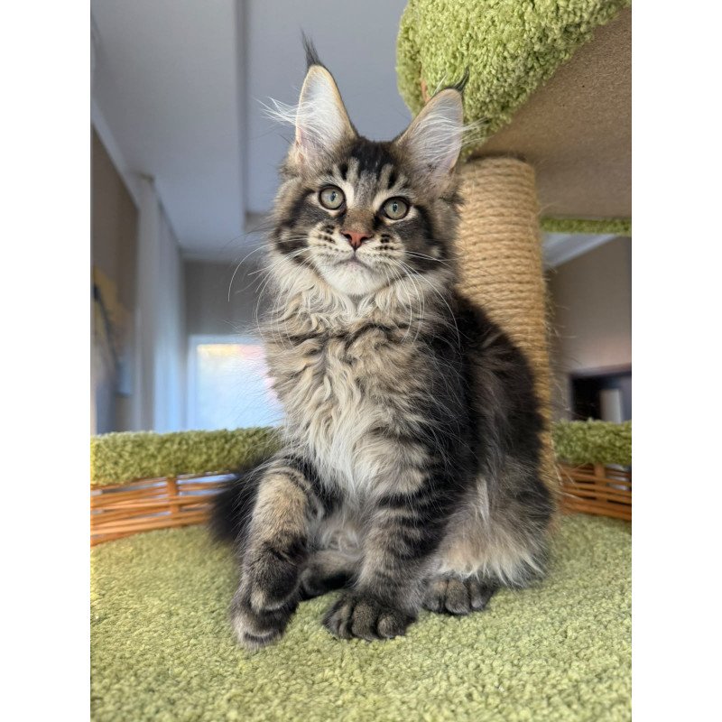 Maine Coon EZ Ilyusha