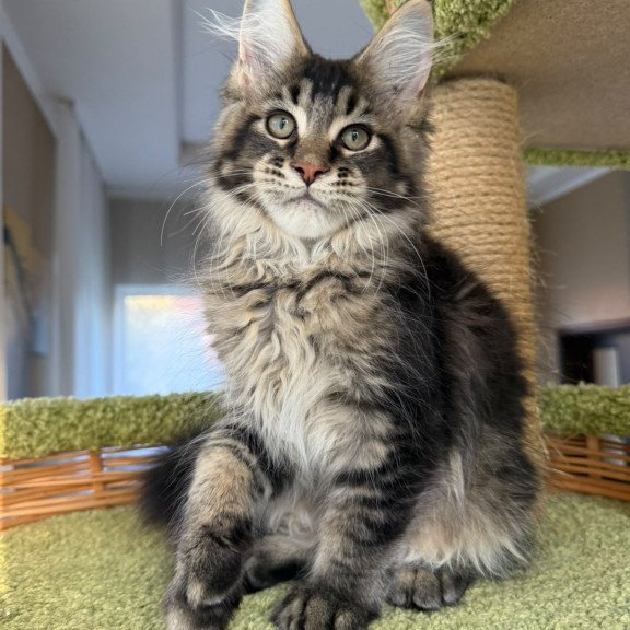 Maine Coon EZ Ilyusha
