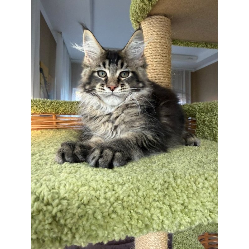 Maine Coon EZ Ilyusha
