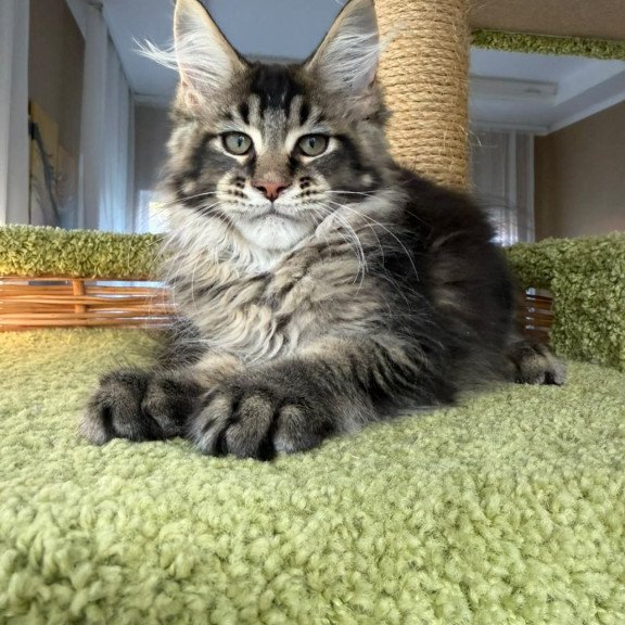 Maine Coon EZ Ilyusha