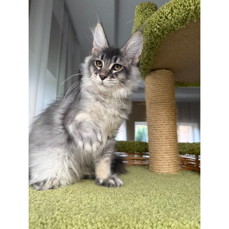 Maine Coon EZ Invar