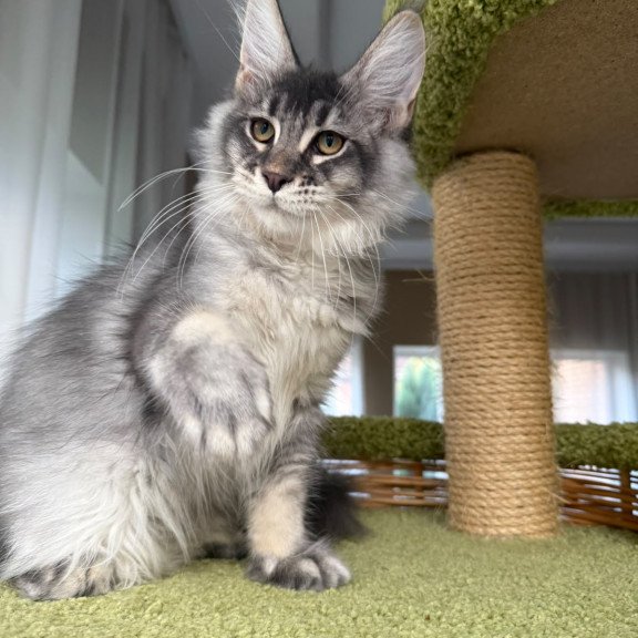 Maine Coon EZ Invar