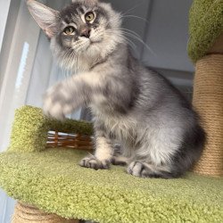Maine Coon EZ Invar