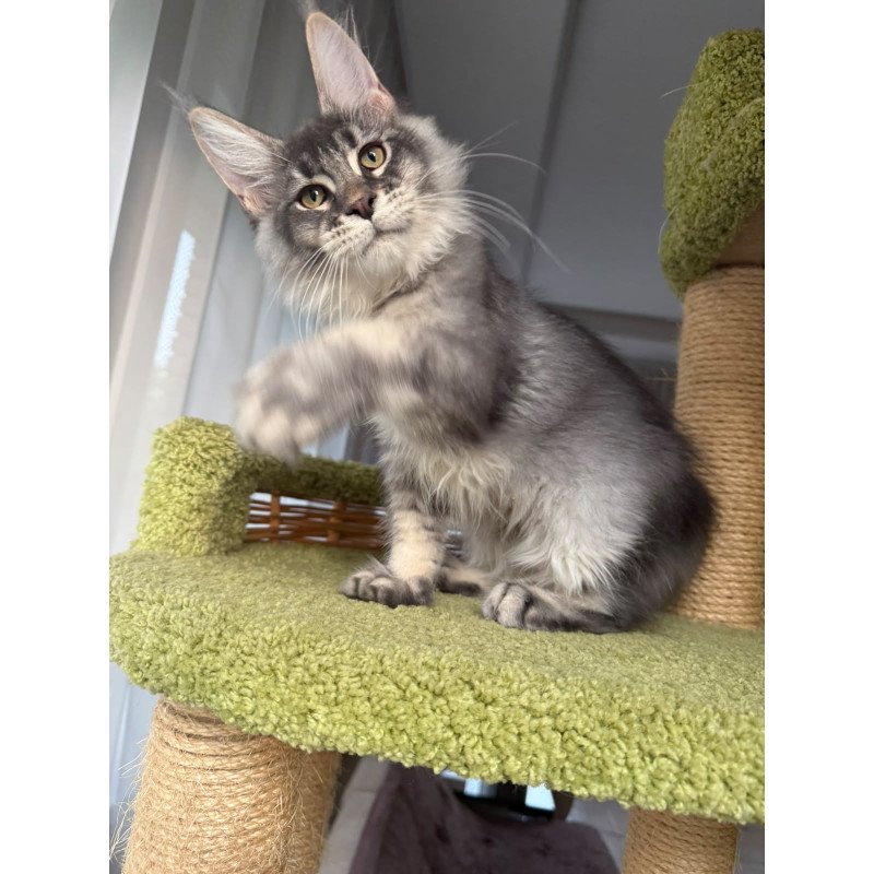 Maine Coon EZ Invar