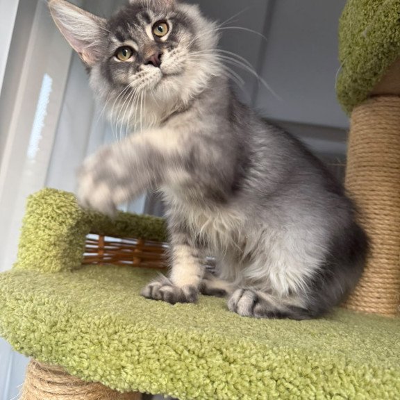 Maine Coon EZ Invar