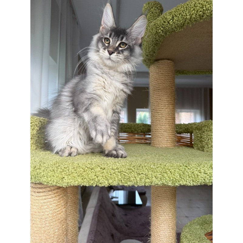 Maine Coon EZ Invar