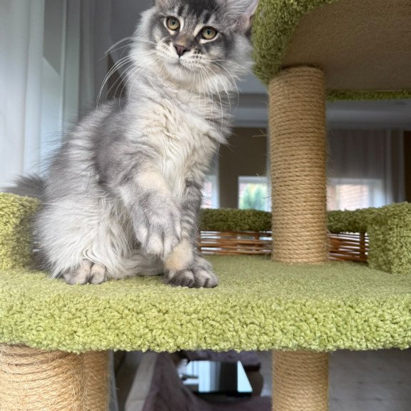 Maine Coon EZ Invar