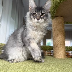 Maine Coon EZ Invar