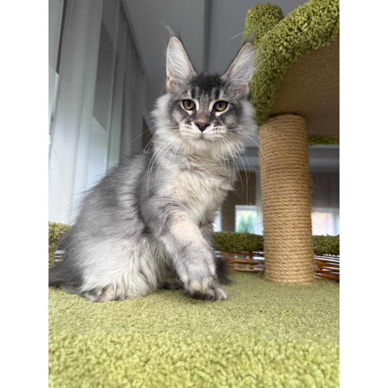 Maine Coon EZ Invar