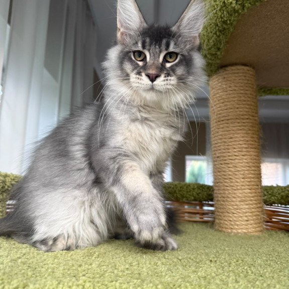 Maine Coon EZ Invar