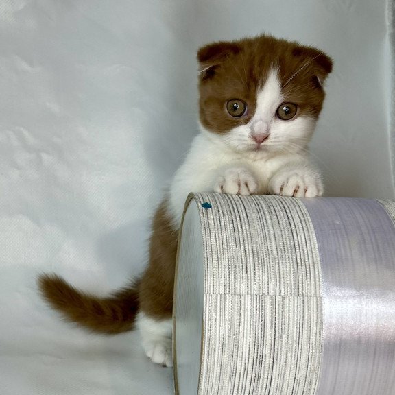 Munchkin EZ Leya