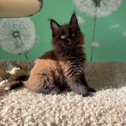 Maine Coon EZ Archie