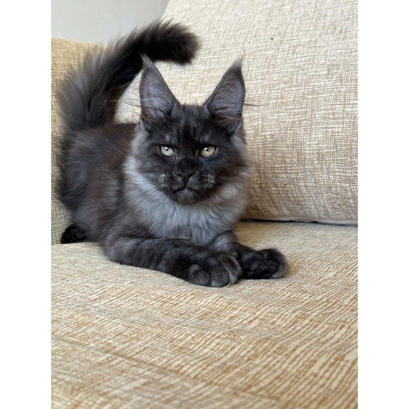 Maine Coon NOV Atlantic