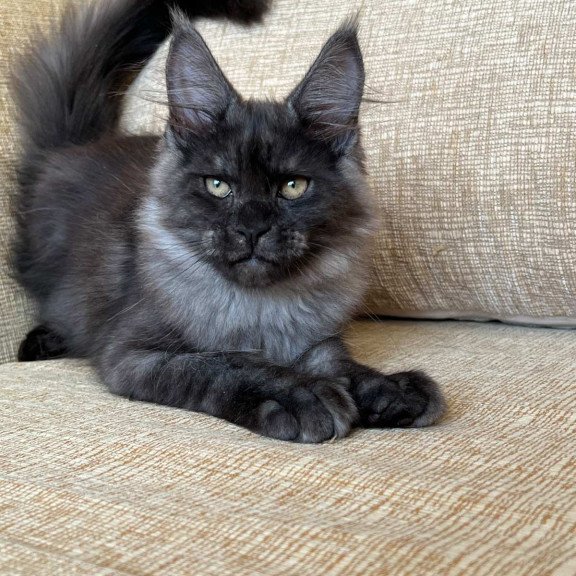 Maine Coon NOV Atlantic