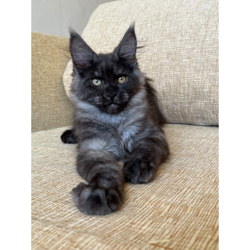 Maine Coon NOV Atlantic