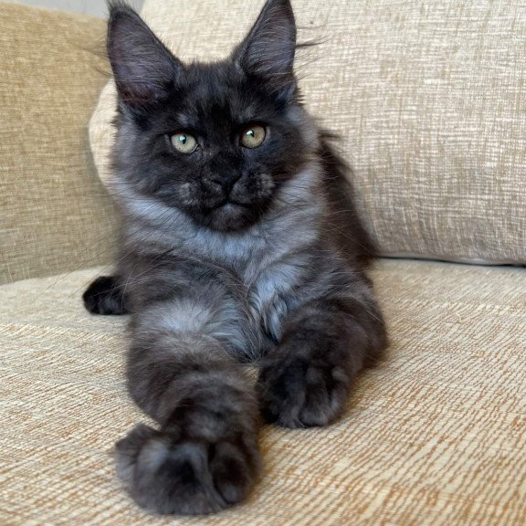 Maine Coon NOV Atlantic