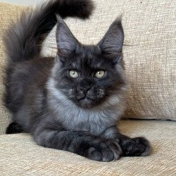 Maine Coon NOV Atlantic