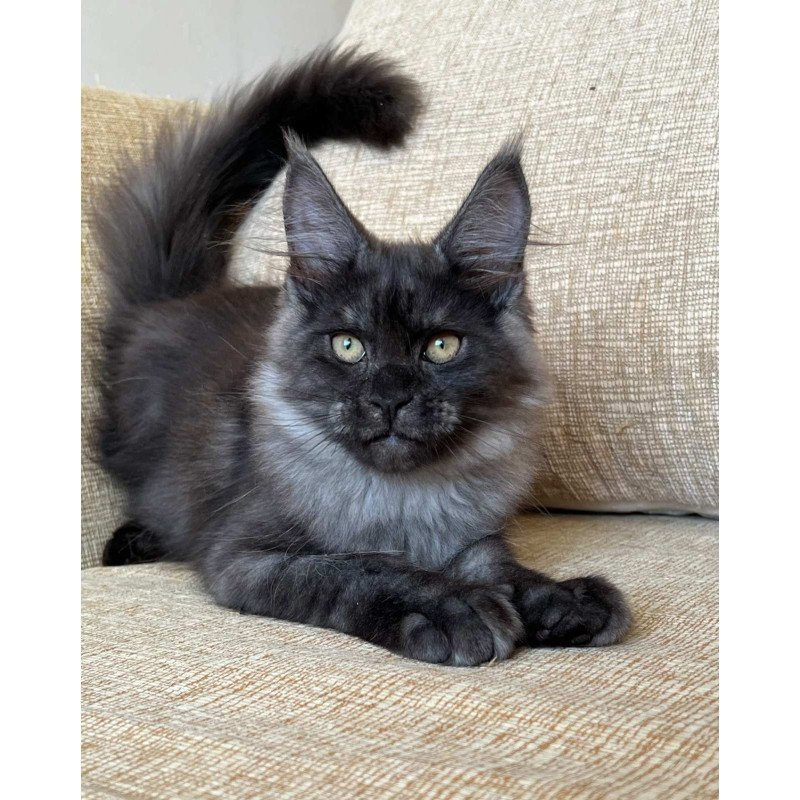 Maine Coon NOV Atlantic