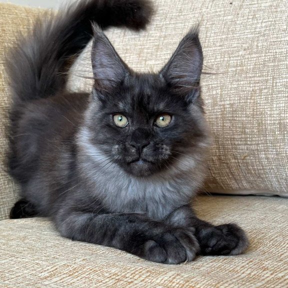 Maine Coon NOV Atlantic