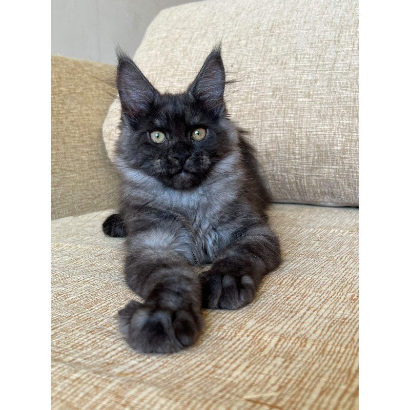 Maine Coon NOV Atlantic
