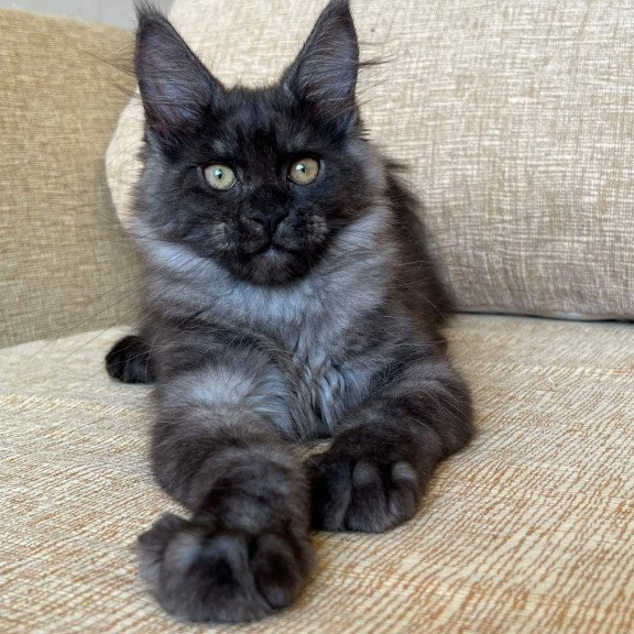Maine Coon NOV Atlantic